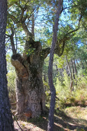 Arbol-singular-La-Parrilla-Yeste-Alcornoque5