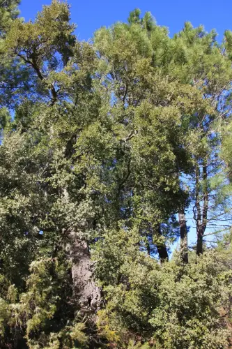 Arbol-singular-La-Parrilla-Yeste-Alcornoque6