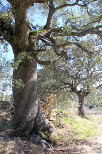 Arbol-singular-La-Parrilla-Yeste-Encinas