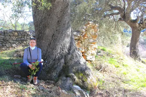 Arbol-singular-La-Parrilla-Yeste-Encinas2