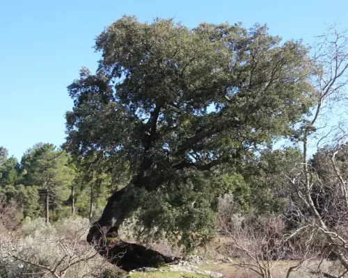 Arbol-singular-La-Parrilla-Yeste-Encinas3