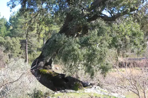 Arbol-singular-La-Parrilla-Yeste-Encinas4