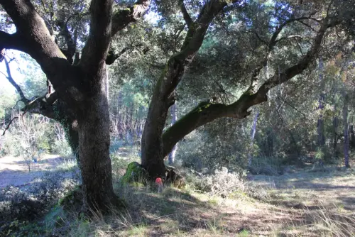 Arbol-singular-La-Parrilla-Yeste-Encinas5