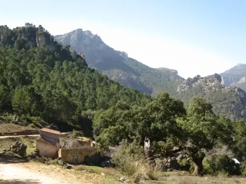 Arbol-singular-Las-Mohedas-Yeste-Carrascas