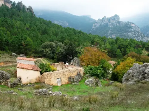 Arbol-singular-Las-Mohedas-Yeste-Carrascas2