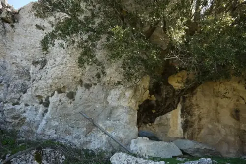 Arbol-singular-Las-Mohedas-Yeste-Carrascas3