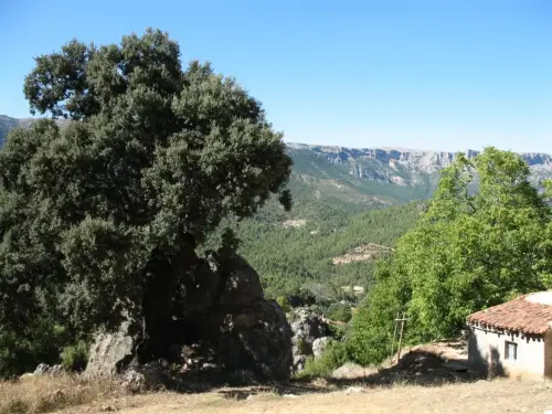 Arbol-singular-Las-Mohedas-Yeste-Carrascas4