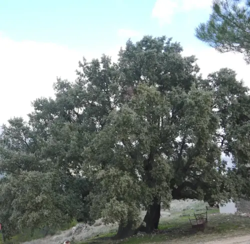 Arbol-singular-Las-Mohedas-Yeste-Carrascas5