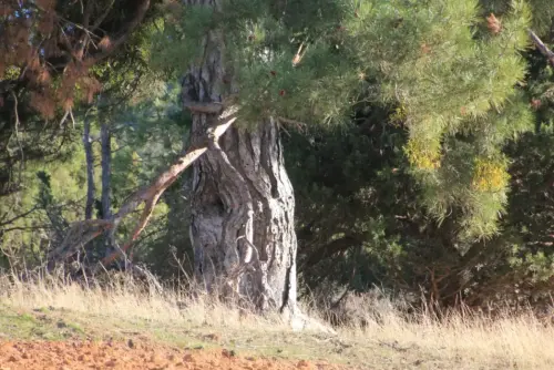 Arbol-singular-Letur-Pino-de-Los-Riveros