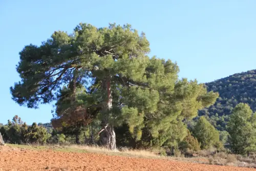 Arbol-singular-Letur-Pino-de-Los-Riveros2