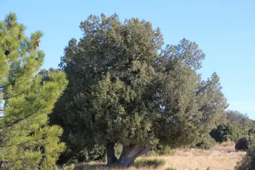Arbol-singular-Letur-Sabina-Albar