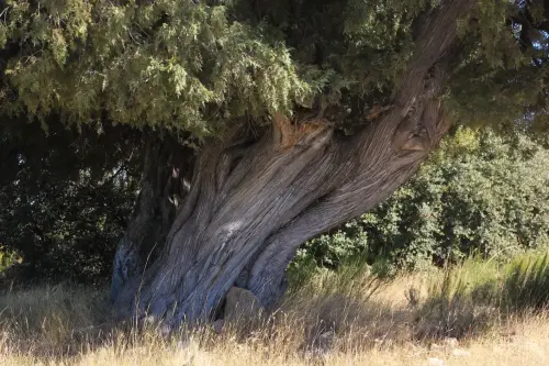 Arbol-singular-Letur-Sabina-Albar2