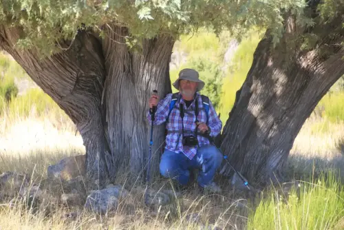 Arbol-singular-Letur-Sabina-Albar3