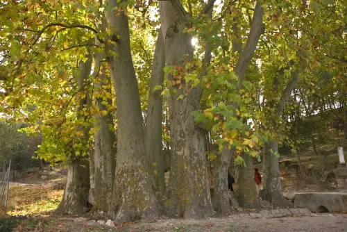Arbol-singular-Lezuza-Platanos-del-castillo2