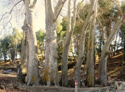 Arbol-singular-Lezuza-Platanos-del-castillo3