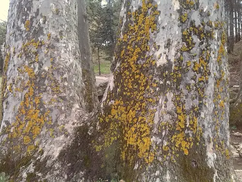 Arbol-singular-Lezuza-Platanos-del-castillo4