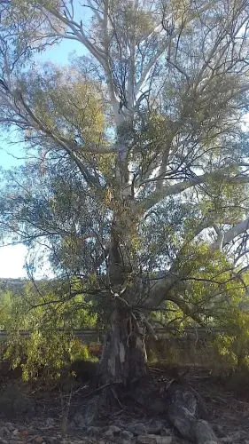 Arbol-singular-Lietor-Eucalipto-del-Talave