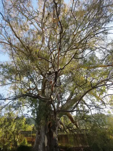 Arbol-singular-Lietor-Eucalipto-del-Talave2