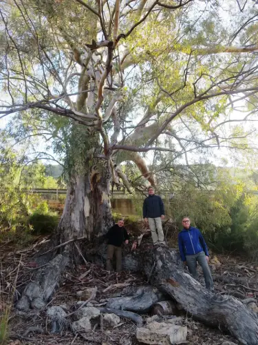 Arbol-singular-Lietor-Eucalipto-del-Talave3