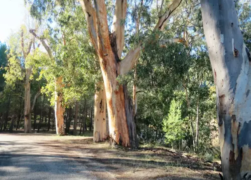 Arbol-singular-Lietor-Eucaliptos-de-Talave
