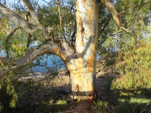 Arbol-singular-Lietor-Eucaliptos-de-Talave2