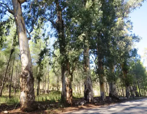 Arbol-singular-Lietor-Eucaliptos-de-Talave3