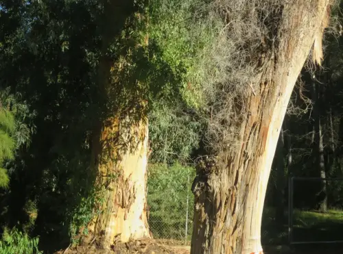 Arbol-singular-Lietor-Eucaliptos-de-Talave4