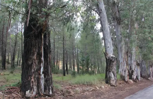 Arbol-singular-Lietor-Eucaliptos-de-Talave5