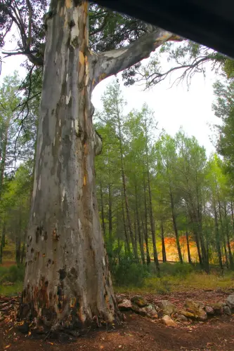 Arbol-singular-Lietor-Eucaliptos-de-Talave6