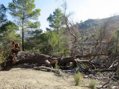 Arbol-singular-Lietor-Pino-del-Talave