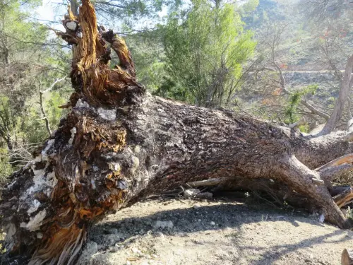 Arbol-singular-Lietor-Pino-del-Talave2