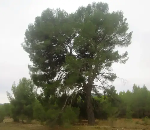 Arbol-singular-Los-Calderones-Lietor