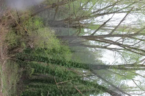 Arbol-singular-Mesones-sauce