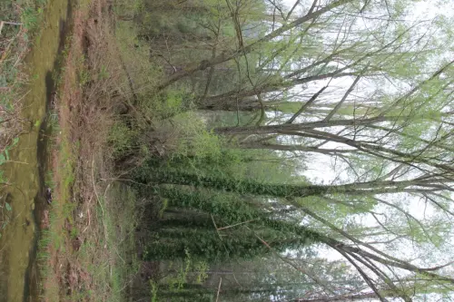 Arbol-singular-Mesones-sauce2