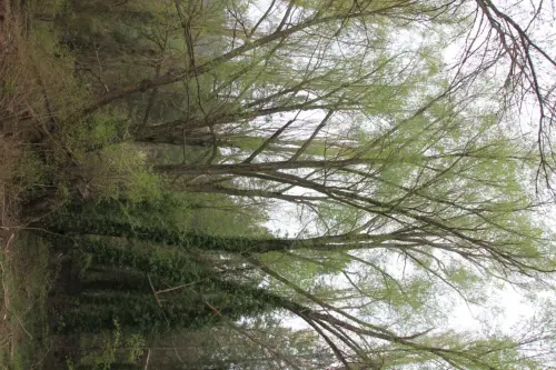 Arbol-singular-Mesones-sauce3