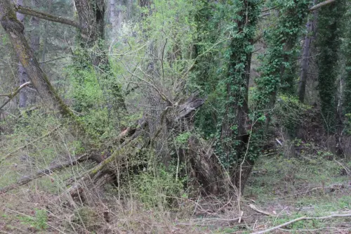 Arbol-singular-Mesones-sauce4