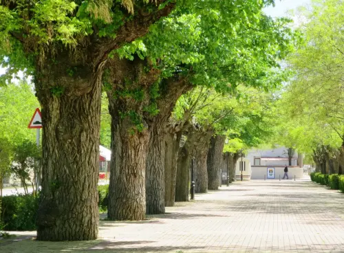 Arbol-singular-Minaya-Olmos-del-Paseo-real