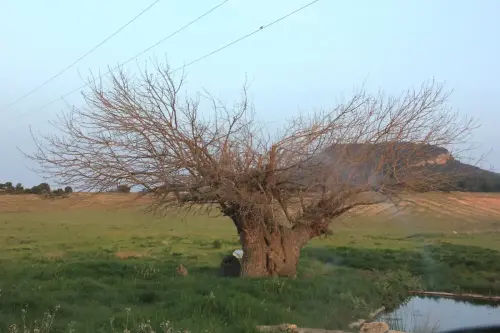 Arbol-singular-Molinicos-Olmo-del-Retamar