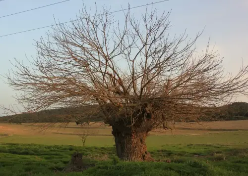 Arbol-singular-Molinicos-Olmo-del-Retamar2