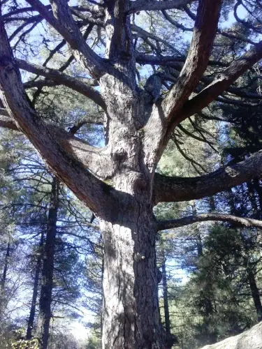 Arbol-singular-Molinicos-Pino-de-El-Toril