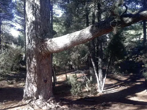Arbol-singular-Molinicos-Pino-de-El-Toril2