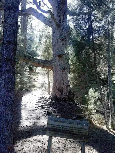 Arbol-singular-Molinicos-Pino-de-El-Toril3