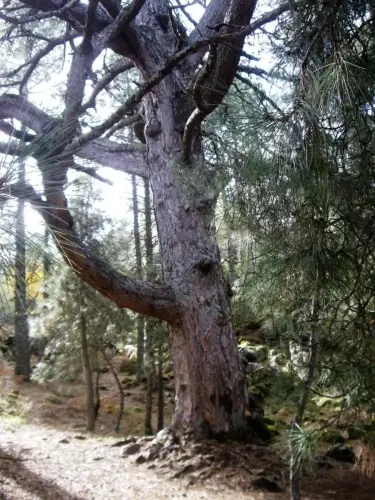Arbol-singular-Molinicos-Pino-de-El-Toril4