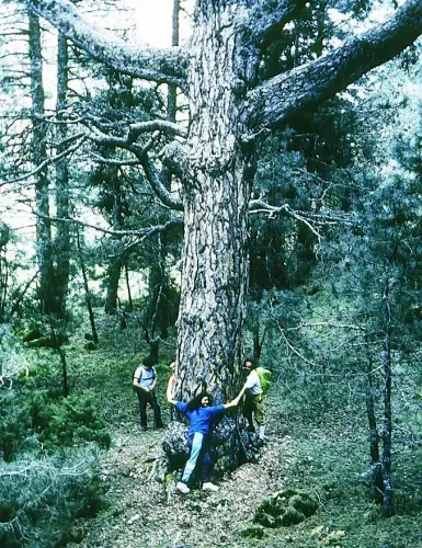 Arbol-singular-Molinicos-Pino-de-El-Toril5