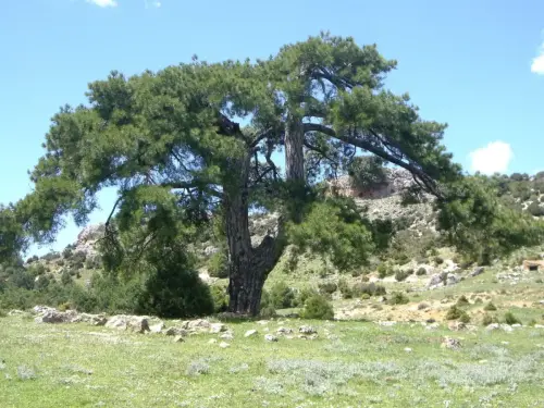 Arbol-singular-Molinicos-Pino-de-Los-Picos-del-Oso