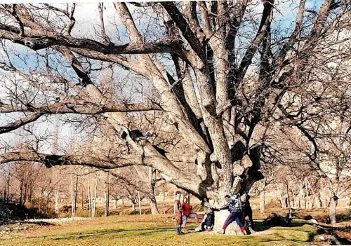 Arbol-singular-Nerpio-Nogal-del-Planton-del-Covacho