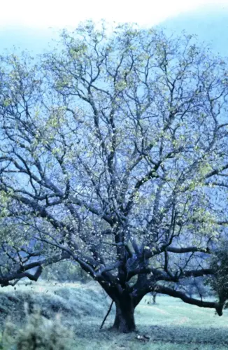 Arbol-singular-Nerpio-Nogal-del-Planton-del-Covacho1