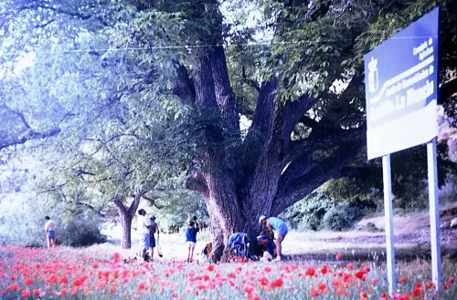 Arbol-singular-Nerpio-Nogal-del-Planton-del-Covacho2