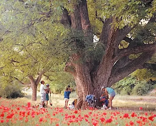 Arbol-singular-Nerpio-Nogal-del-Planton-del-Covacho3