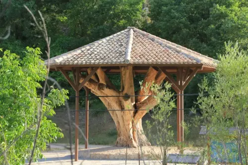 Arbol-singular-Nerpio-Nogal-del-Planton-del-Covacho4